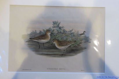 John GOULD, 1804-1881
Bécasseau minute -...