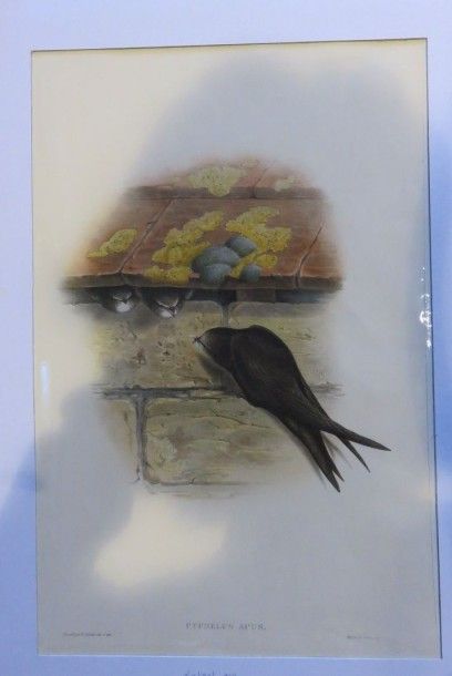 John GOULD, 1804-1881
Martinet noir - Cypselus...