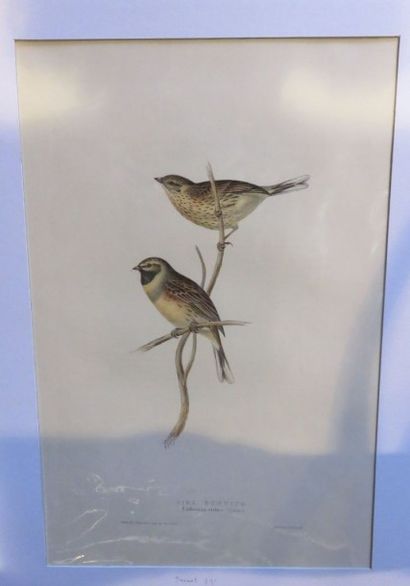 John GOULD, 1804-1881
Bruant Zizi - Eruliereza...