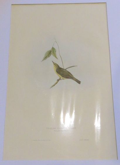 John GOULD, 1804-1881
Hypolaïs ictérine -...