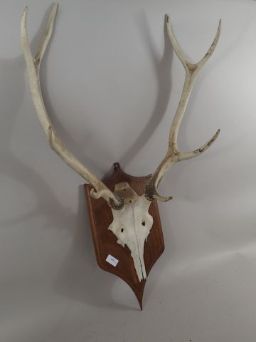 Massacre de cerf huit cors. (H. (écusson)...