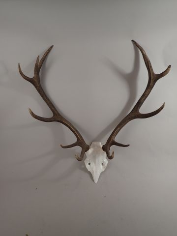 Massacre de cerf (Cervus elaphus) 12 cors....