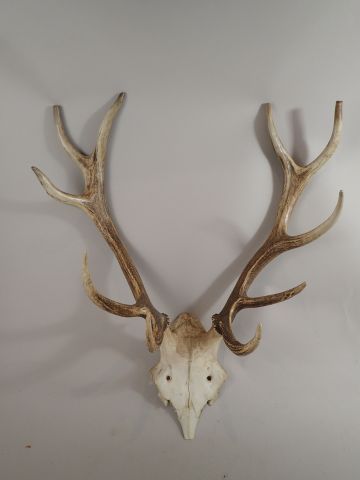 Massacre de cerf (Cervus elaphus) 10 cor...