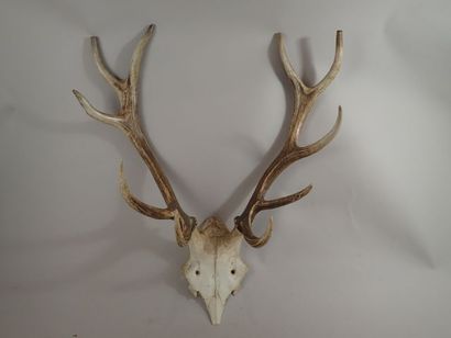 Massacre de cerf (Cervus elaphus) 10 cor...