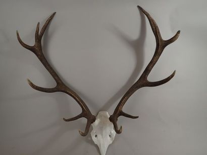 Massacre de cerf (Cervus elaphus) 12 cors....