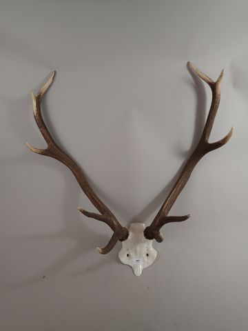 Massacre de cerf (Cervus elaphus) 10 cor...