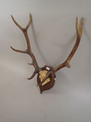 Massacre de cerf (Cervus elaphus) 10 cors.vernis...