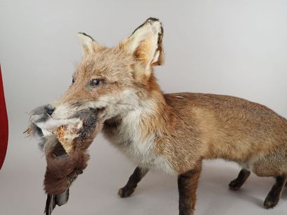 Renard (Vulpes vulpes) naturalisé tenant...