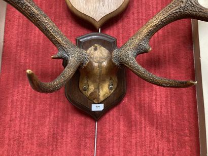 Massacre de cerf (Cervus elaphus) 13 cors...