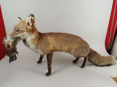 Renard (Vulpes vulpes) naturalisé tenant...