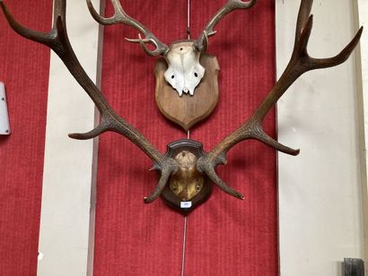 Massacre de cerf (Cervus elaphus) 13 cors...