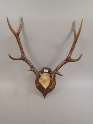 Massacre de cerf (Cervus elaphus) 10 cors.vernis...