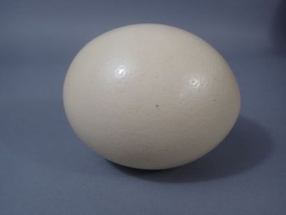 Œuf d'autruche (Struthio camelus).