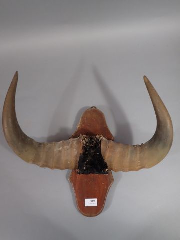 Cornes de buffle montées sur un écusson en...