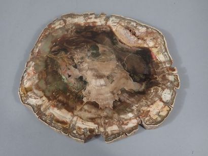 Grande tranche de bois fossilisé. (Dim. :...