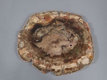 Grande tranche de bois fossilisé. (Dim. :...