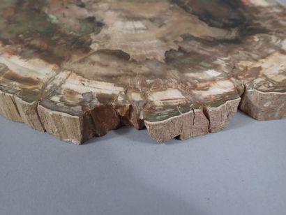 Grande tranche de bois fossilisé. (Dim. :...