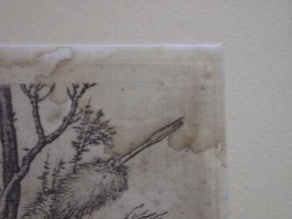 D'après Albrecht Dürer 