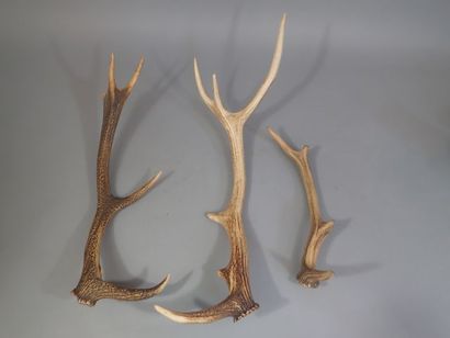 Lot de trois bois de cerfs, un six cors,...