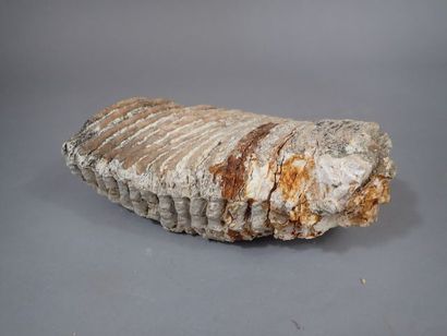 *Dents de mammouth fossilisée. France. Pléistocène....