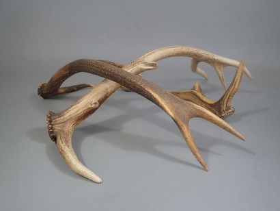 Lot de trois bois de cerfs, un six cors,...