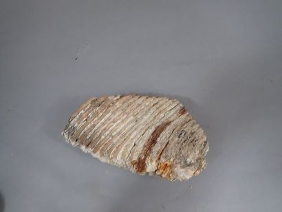 *Dents de mammouth fossilisée. France. Pléistocène....
