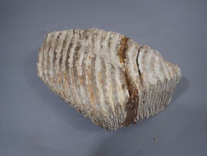 *Dents de mammouth fossilisée. France. Pléistocène....