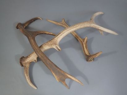 Lot de trois bois de cerfs, un six cors,...