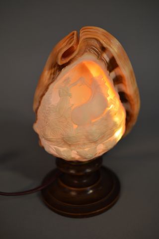 Coquillage mollusque gastéropode dit 