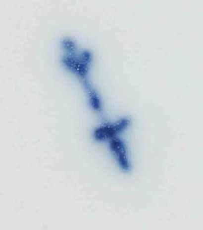 BERLIN. Grand légumier couvert en porcelaine...