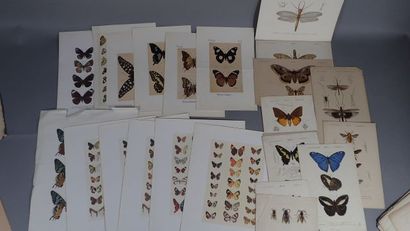 Histoire naturelle :
- Petites gravures en...