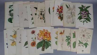 Botanique planches, gravures du XIXème siècle...