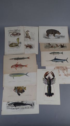 Histoire naturelle :
- Petites gravures en...