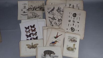 Histoire naturelle :
- Petites gravures en...