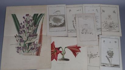 Botanique planches, gravures du XIXème siècle...