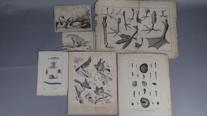 Histoire naturelle :
- Petites gravures en...