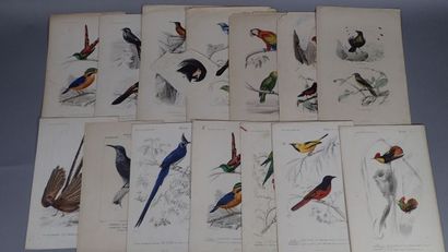 Histoire naturelle :
- Petites gravures en...