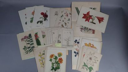 Botanique planches, gravures du XIXème siècle...