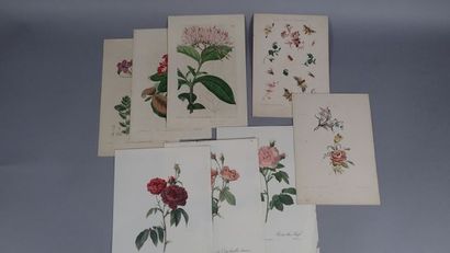 Botanique planches, gravures du XIXème siècle...