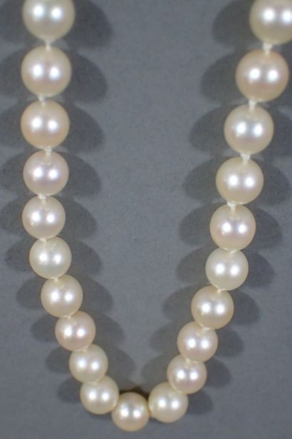 Shocker necklace with 65 white cultured pearls,...