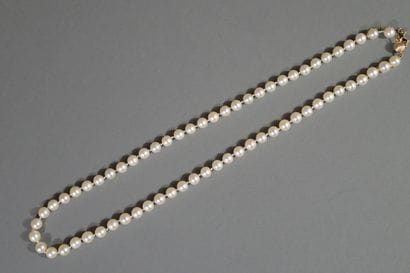 Shocker necklace with 65 white cultured pearls,...
