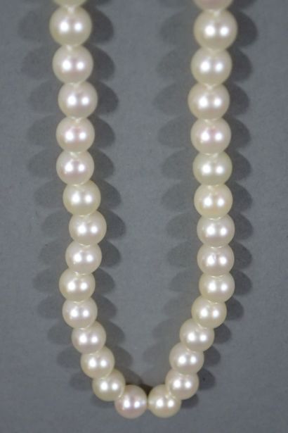 Shocker necklace with 65 white cultured pearls,...