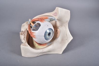 [SCIENCE] Oeil d'étude anatomique en résine...