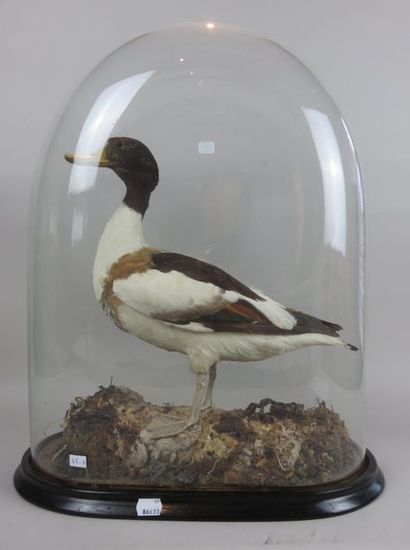Taxidermie. Sarcelle dans son plumage d'hiver....