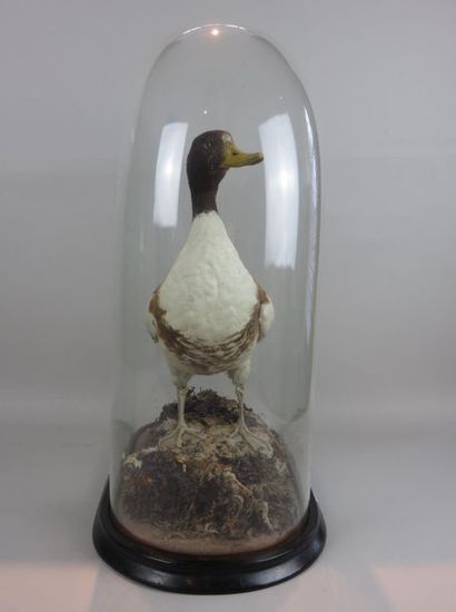 Taxidermie. Sarcelle dans son plumage d'hiver....