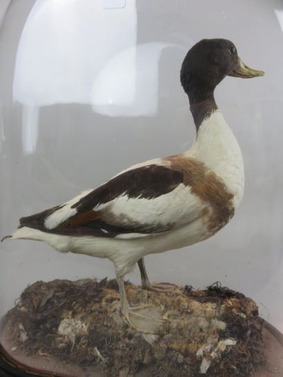 Taxidermie. Sarcelle dans son plumage d'hiver....