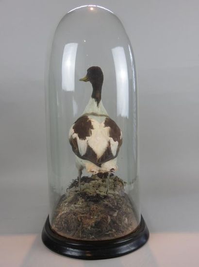 Taxidermie. Sarcelle dans son plumage d'hiver....