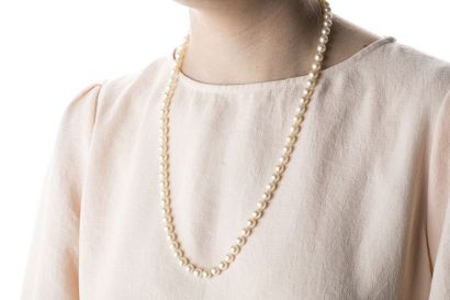Chocker necklace made of seventy-seven cultured...