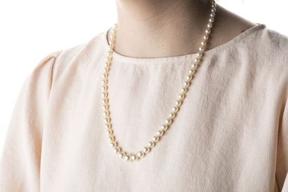 Necklace in fall of 74 cultured pearls (diam....