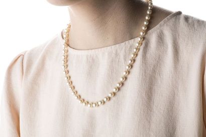 Necklace made of 55 cultured pearls and a...